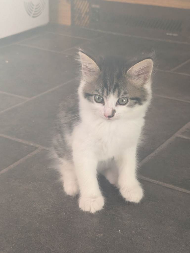 Female kitten tabby and white