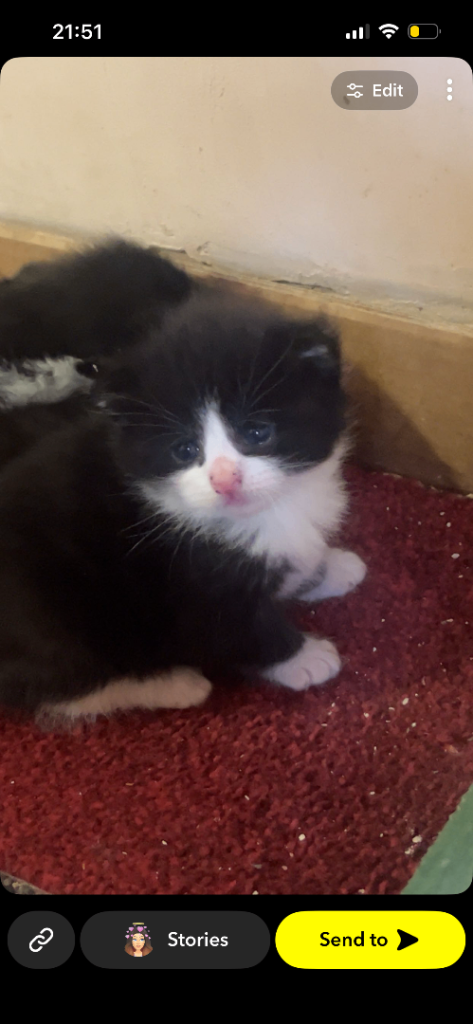 🐾 Adorable Kittens Looking for Loving Homes 🐾