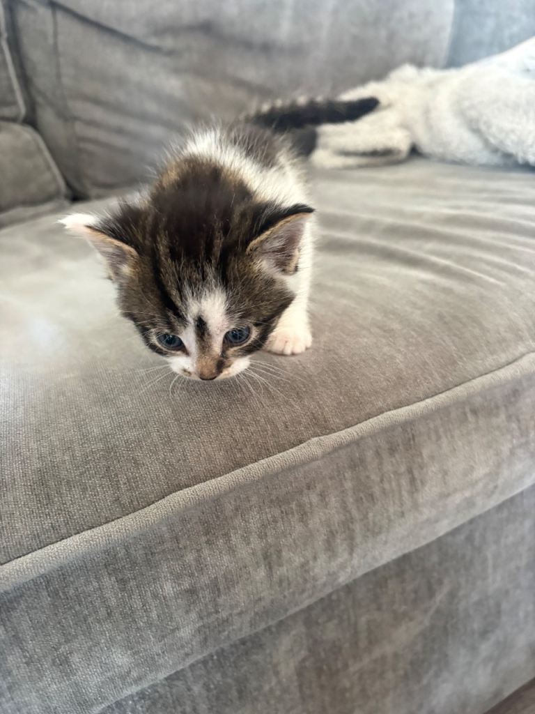 2 kittens for sale