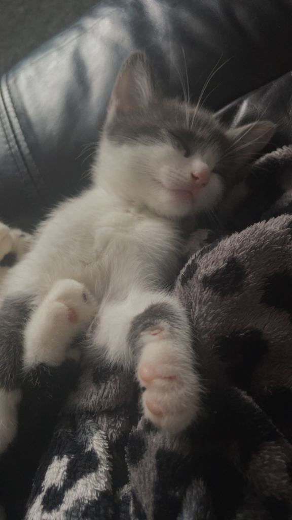 2 beautiful kittens 