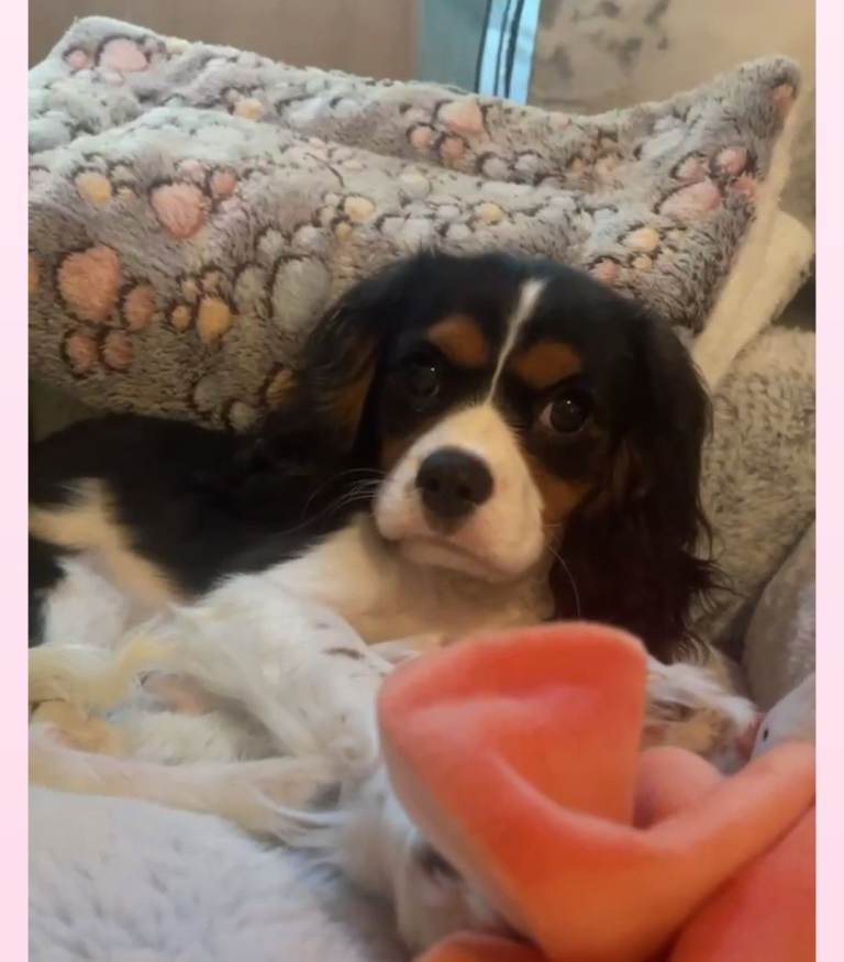 Cavalier king charles spaniel 