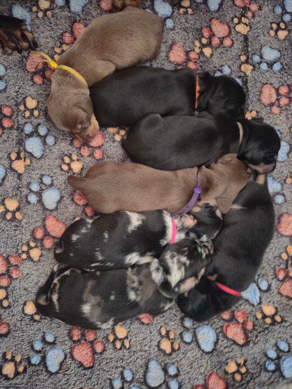 PRA CLEAR MINIATURE DACHSHUND PUPPIES