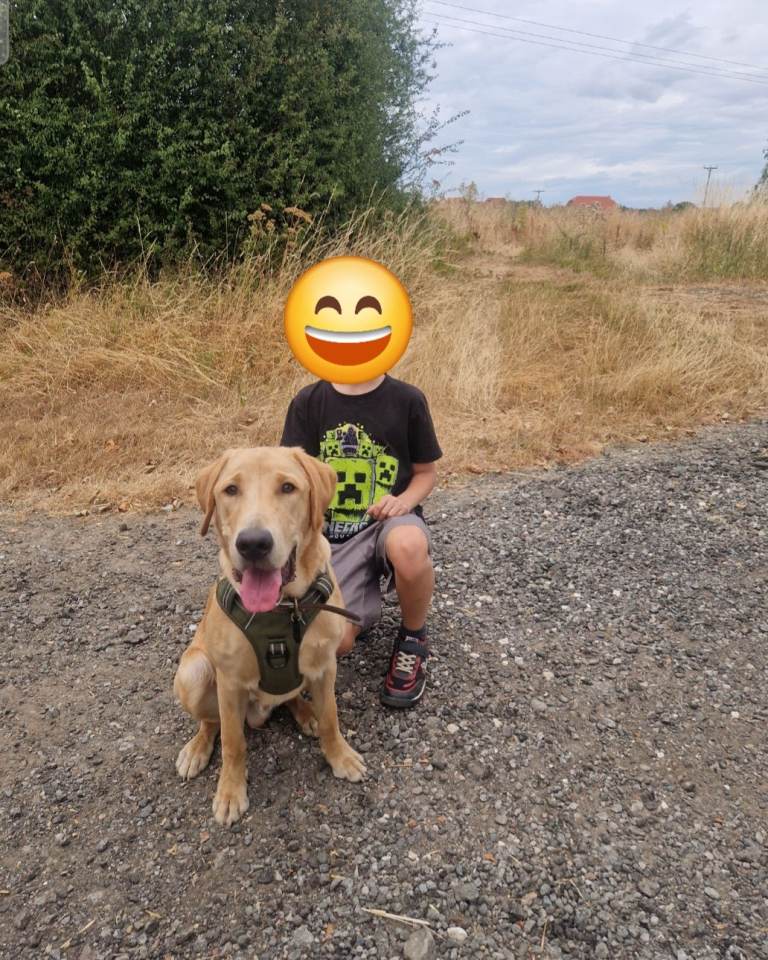 8 month old labrador 