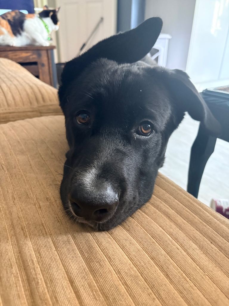 Jax male puppy 