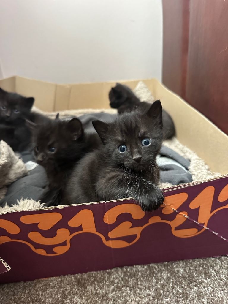 Bengal cross Kittens – Well Socialised & Healthy