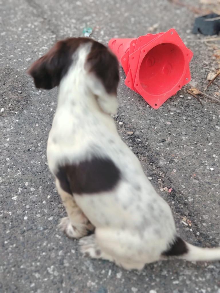 Cocker spaniel puppy