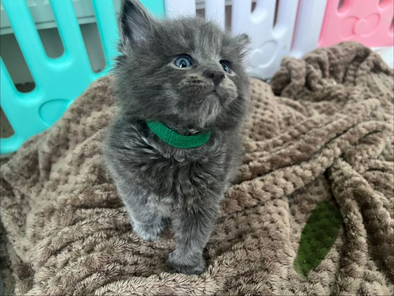 Stunning TICA Russian Maine Coons . 1 boys left