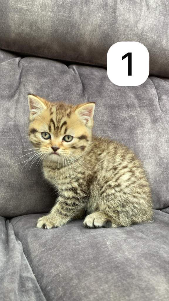 ✨ Last Chance to Reserve These Beautiful British Shorthair Kittens ✨
