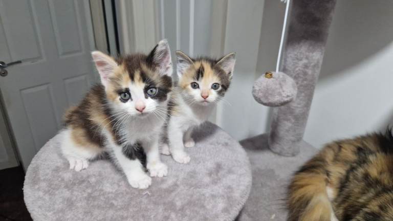 2 female kittens for sale