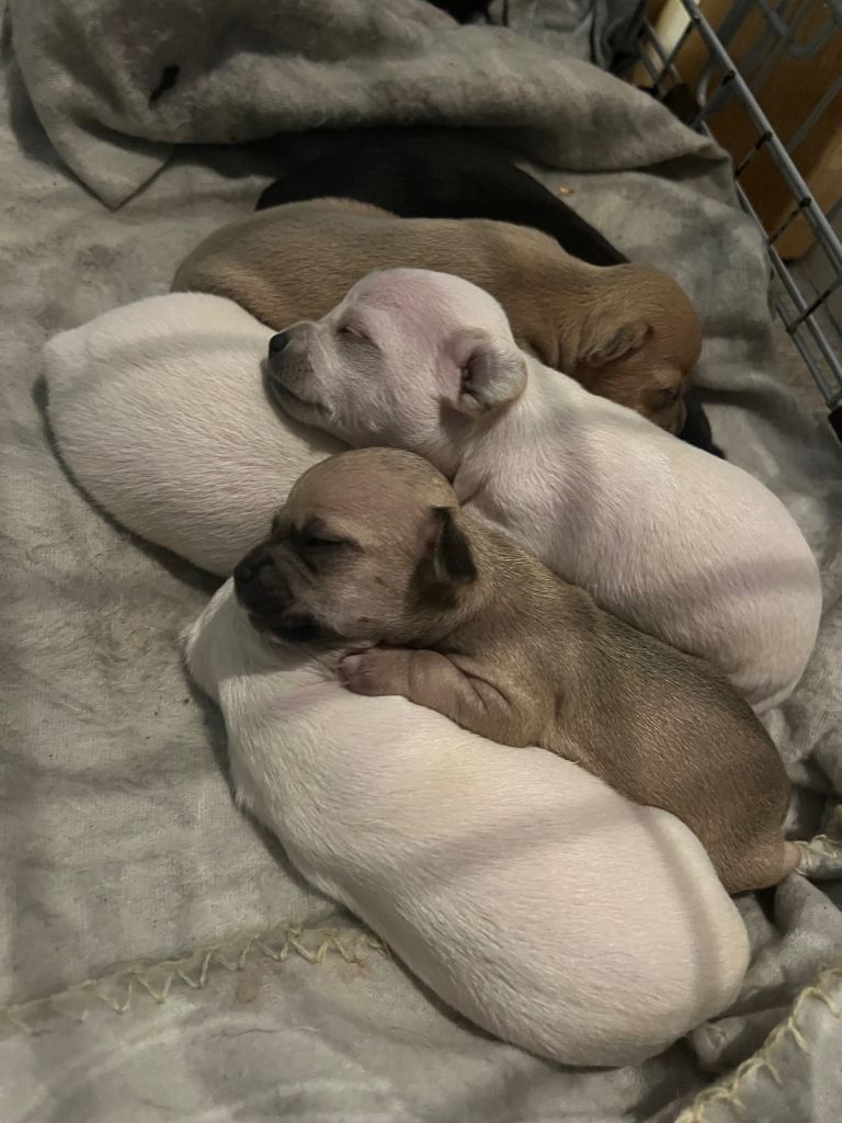 Gorgeous short hair chihuahua puppies 