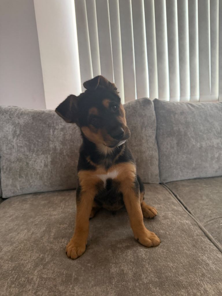 German Shepherd X Collie Puppies 