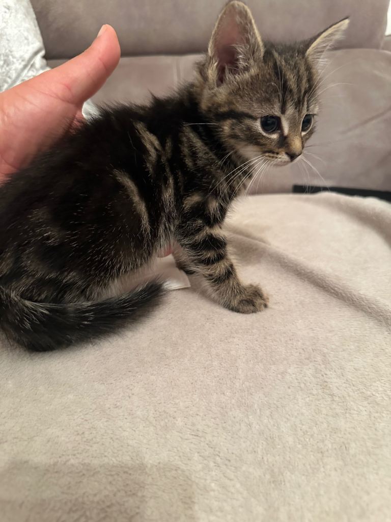 5 male kittens for sale £80