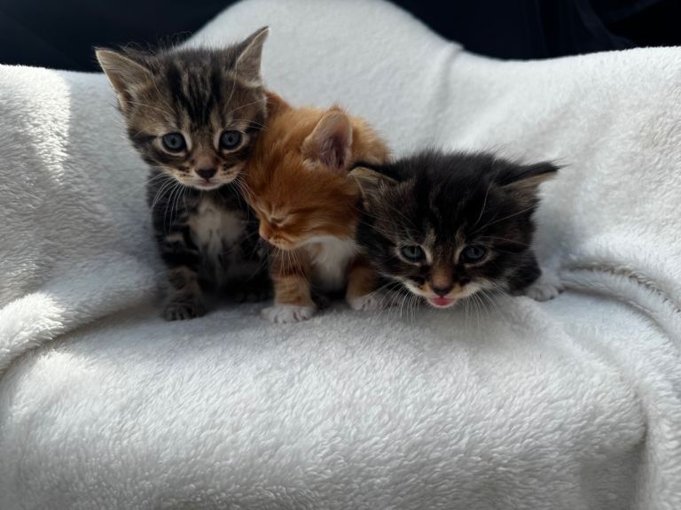 Tabby kittens for sale