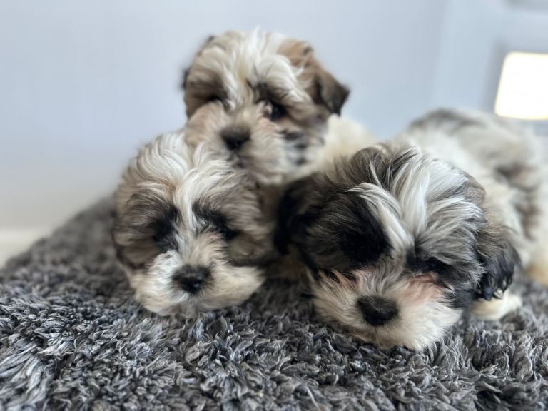     Beautiful Shih Tzu & Bichon Frise Puppies