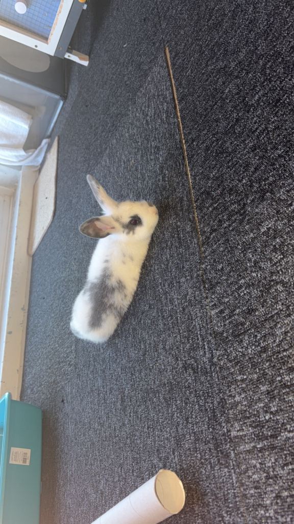 Male rabbits
