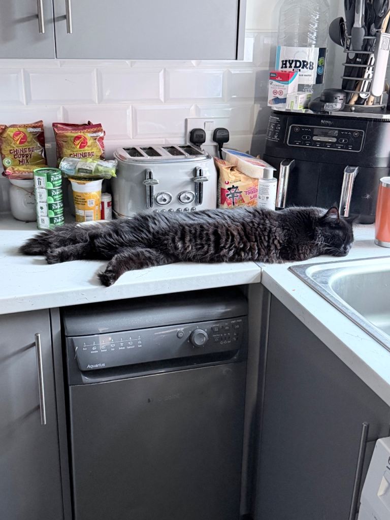 4 Cats for Rehoming 
