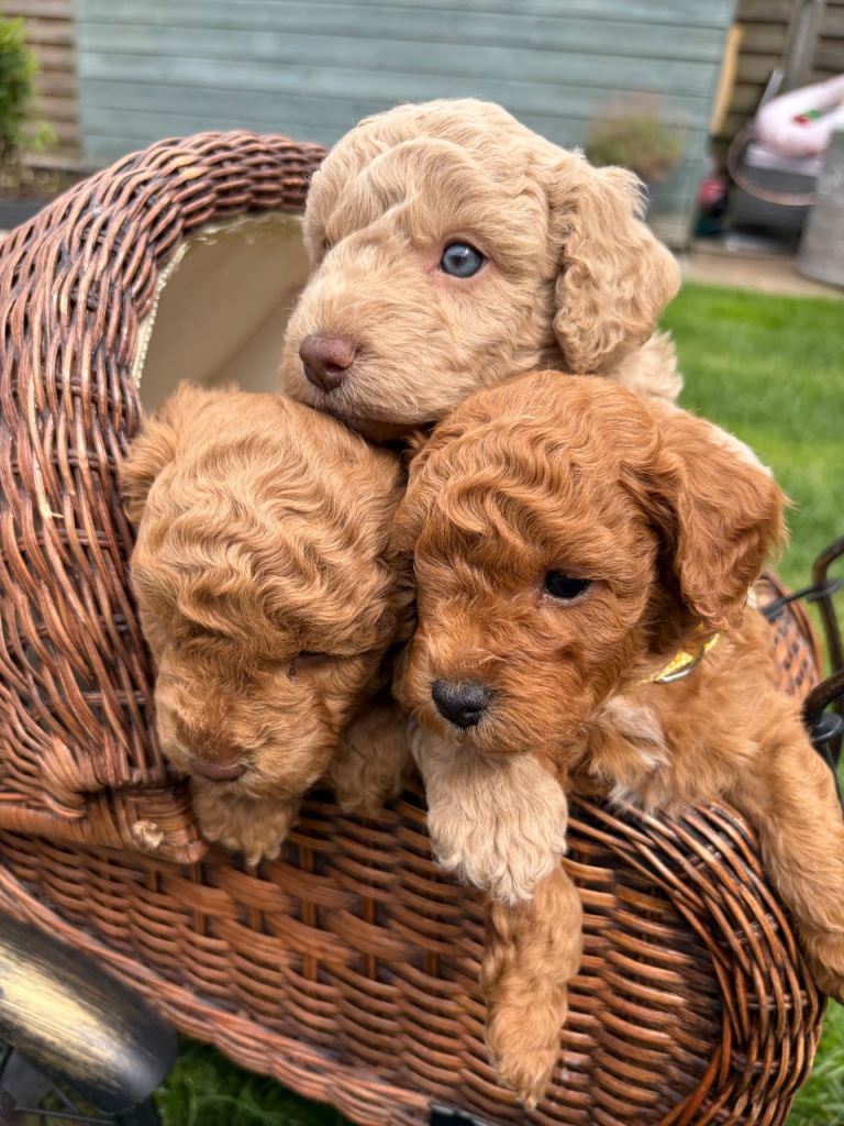 Adorable f2 cockapoo