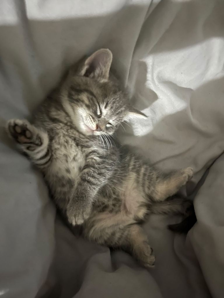 Kitten for Sale