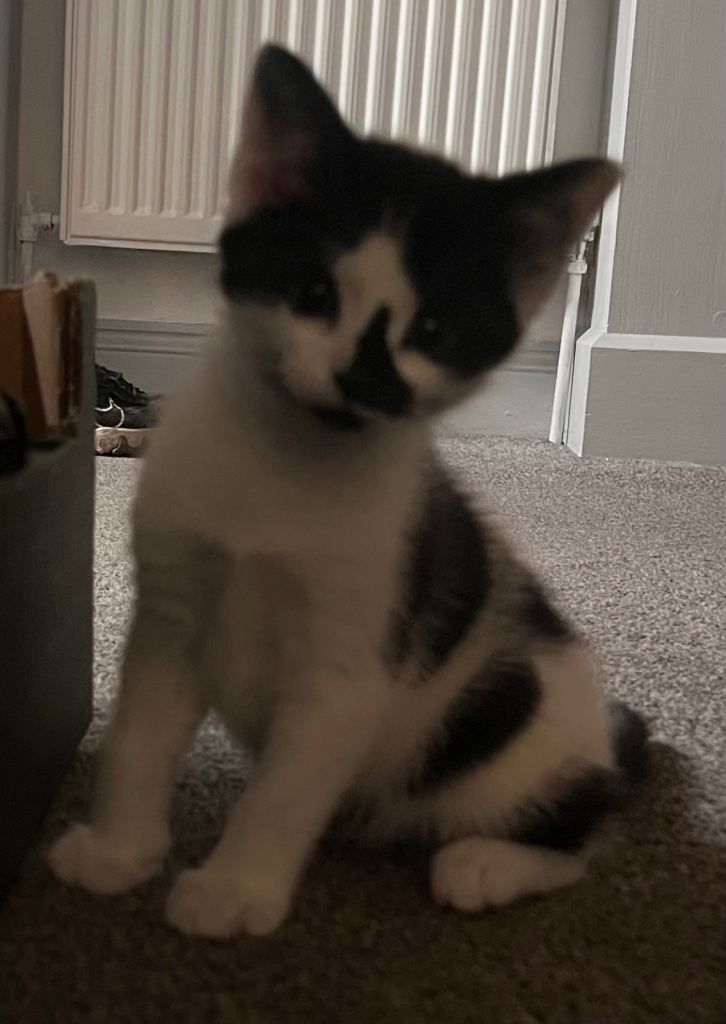 Beautiful 8-Week-Old Kittens – Ready for Loving Homes 