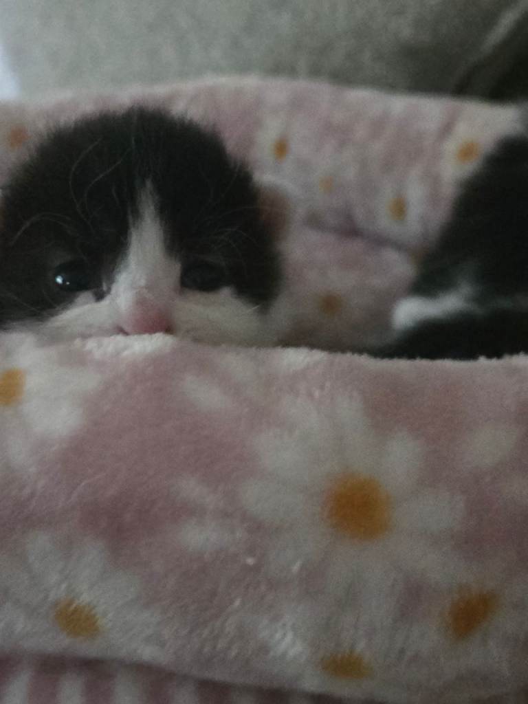 Adorable kitten