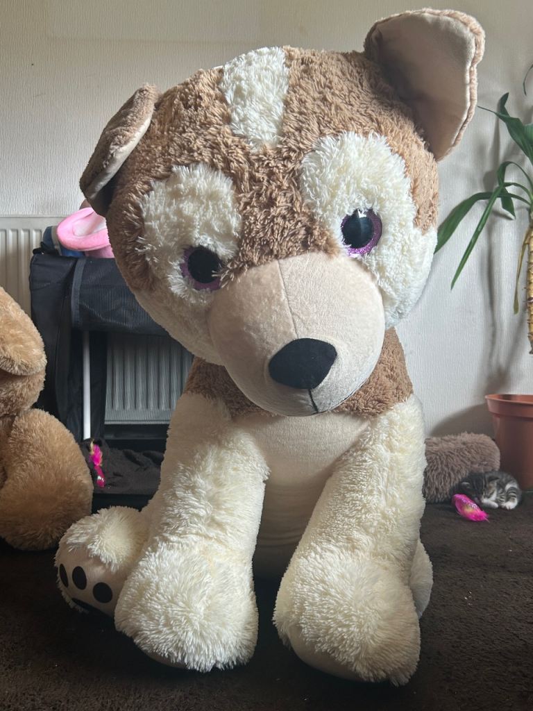 Teddy dog 