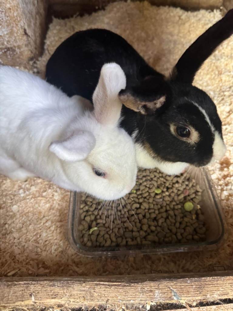 Mum and daughter bunnies 