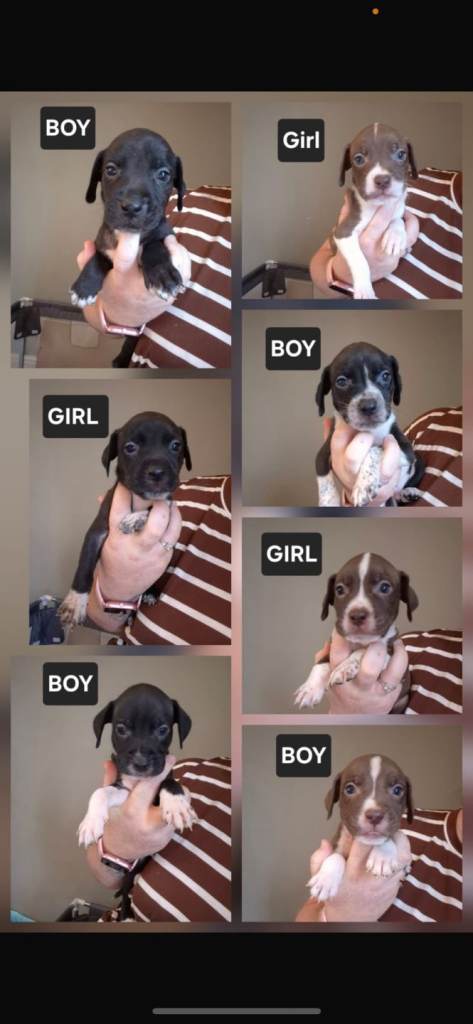 Beautiful mixed breed puppies