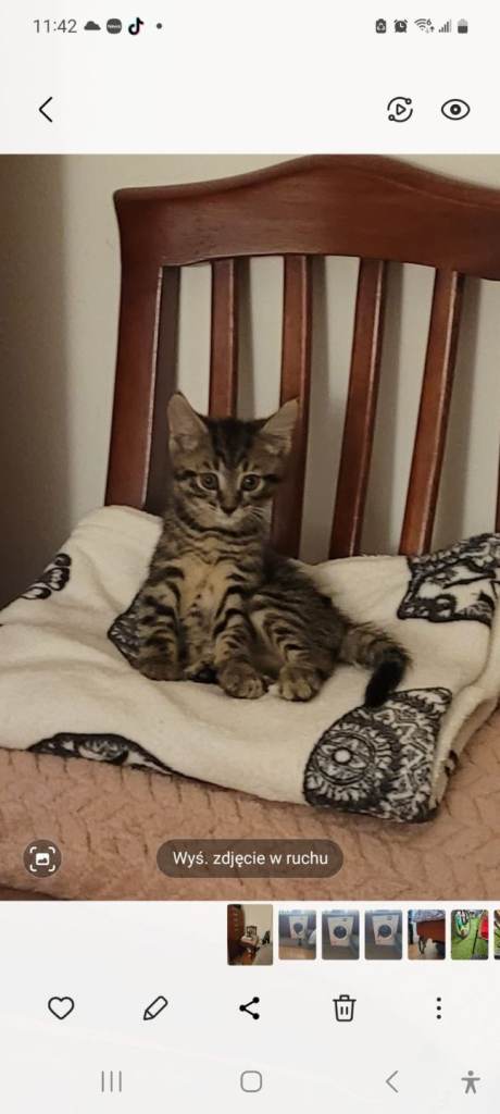 Kitten boy