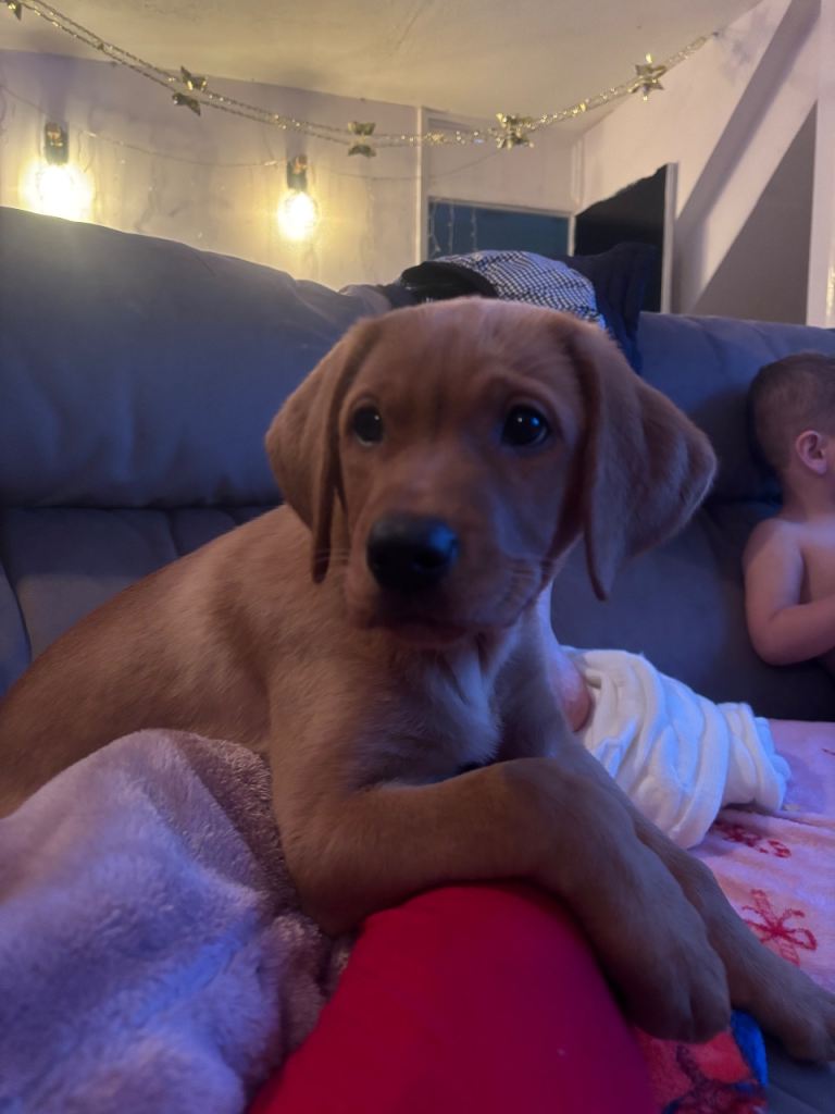 Fox red lab puppy