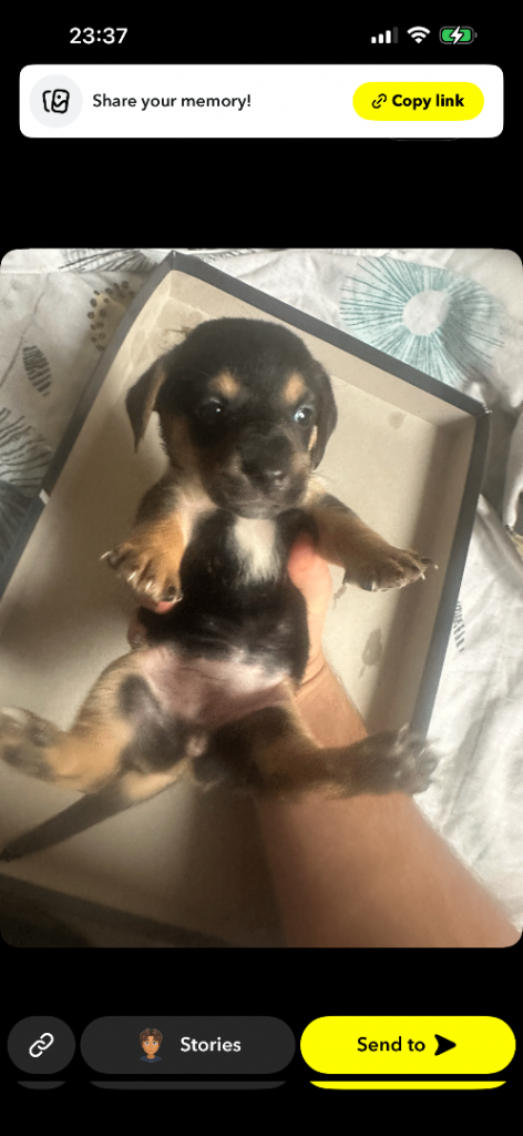 Dachshund puppys