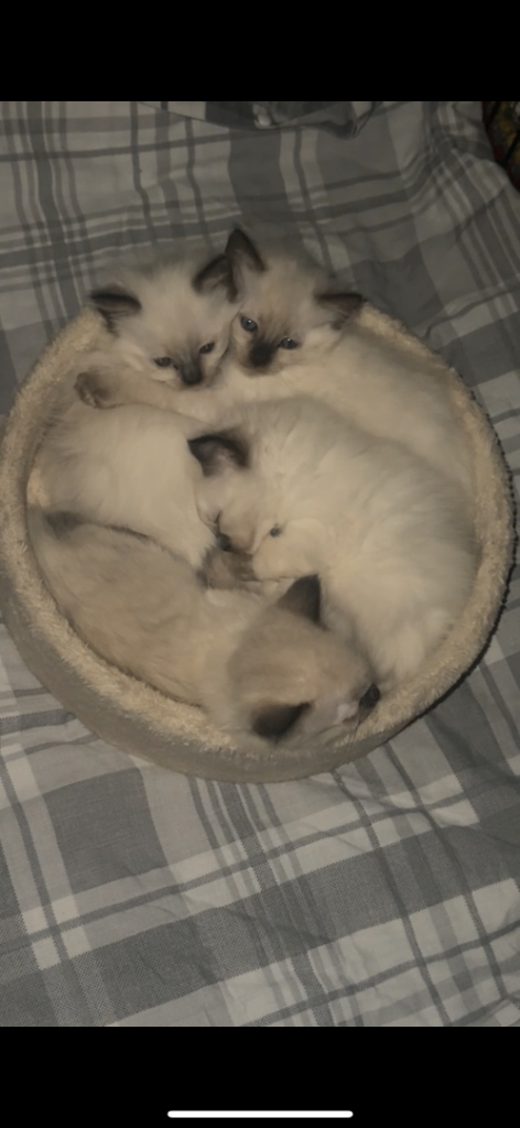 4 Beautiful and Playful Ragdoll Kittens