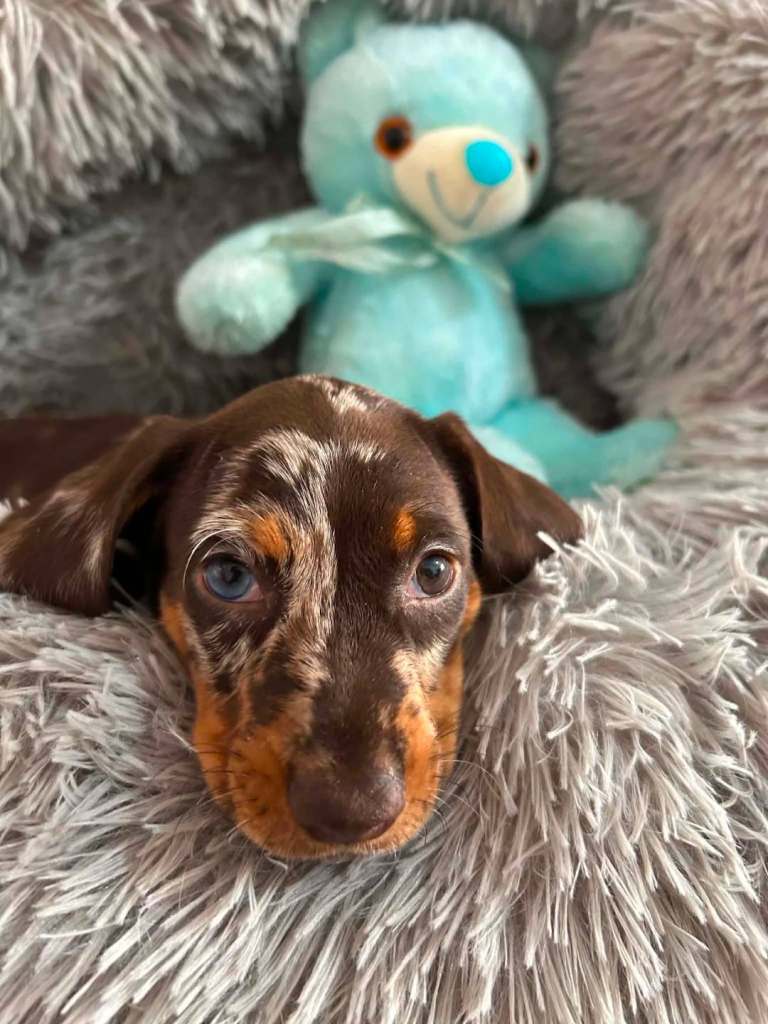 Miniature Dachshunds