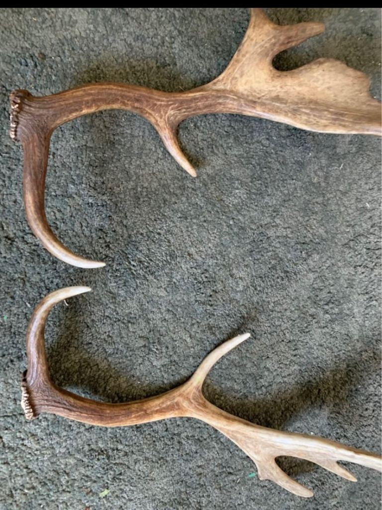 Natural Antlers - Two Shed Deer Antlers