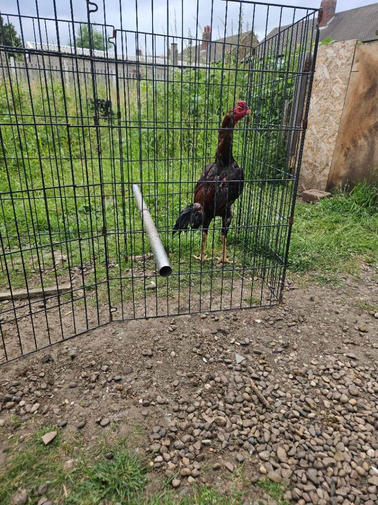 Shamo bird 