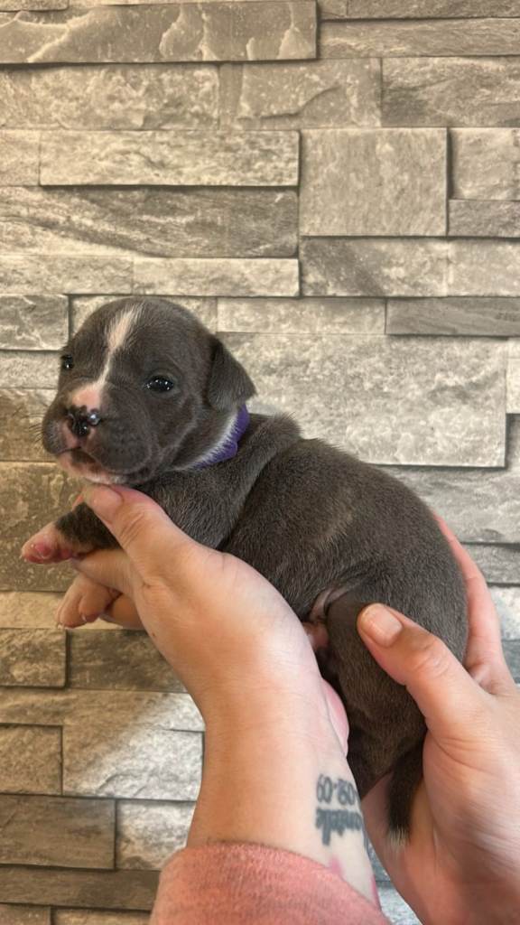 Chunky American Bulldog x English Bulldog x Staffy Puppies 🐾