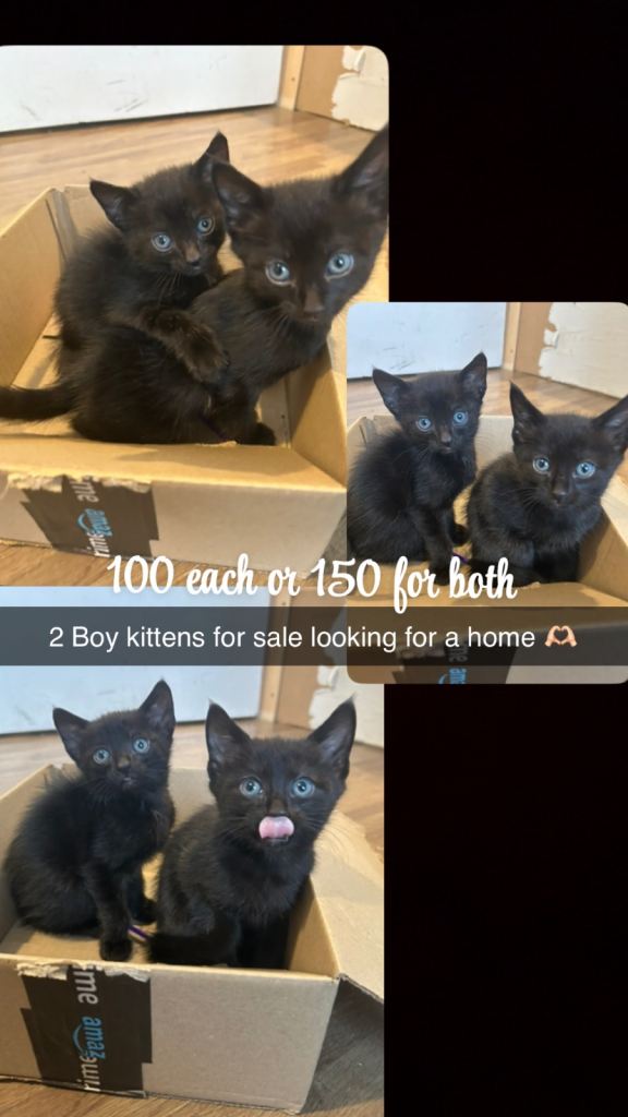 2 gorgeous black boy  kittens 