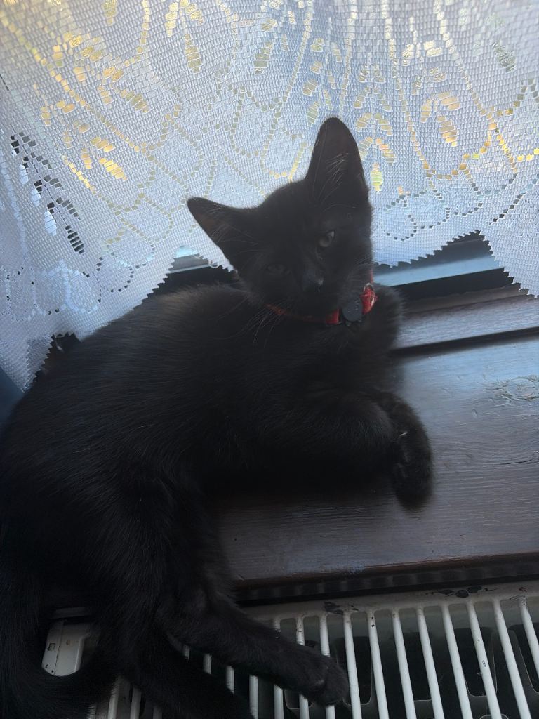 11 week old kitten