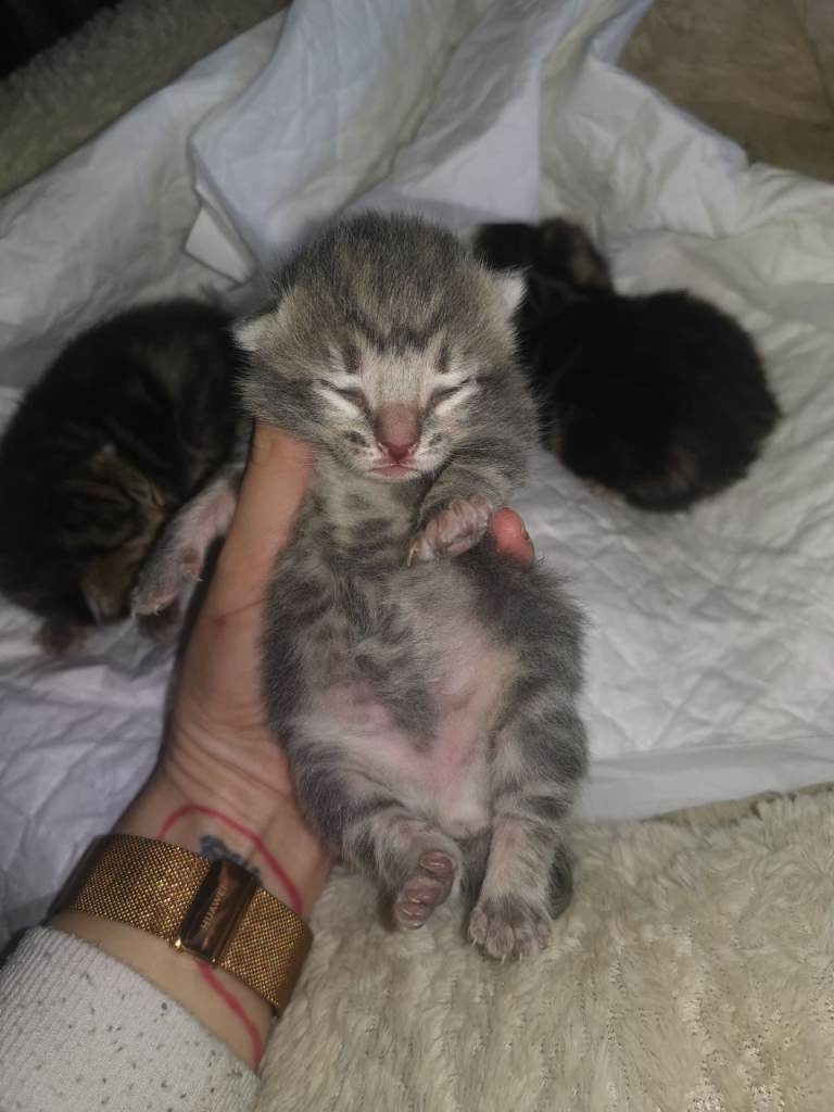 Kittens