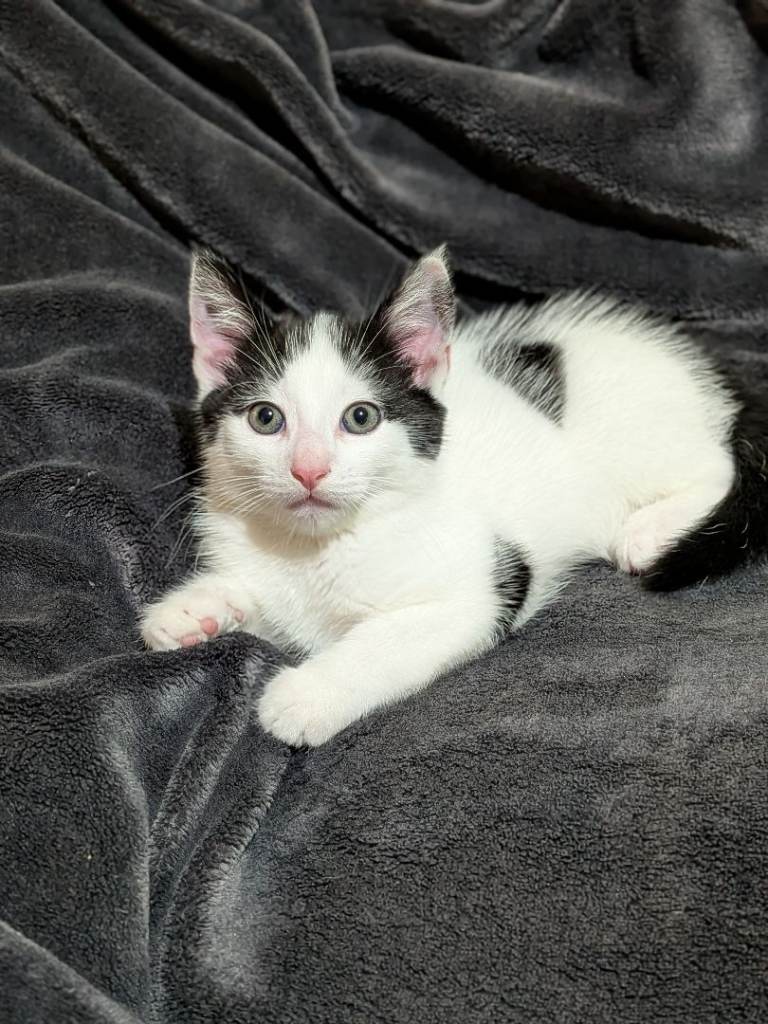 Adorable male kitten