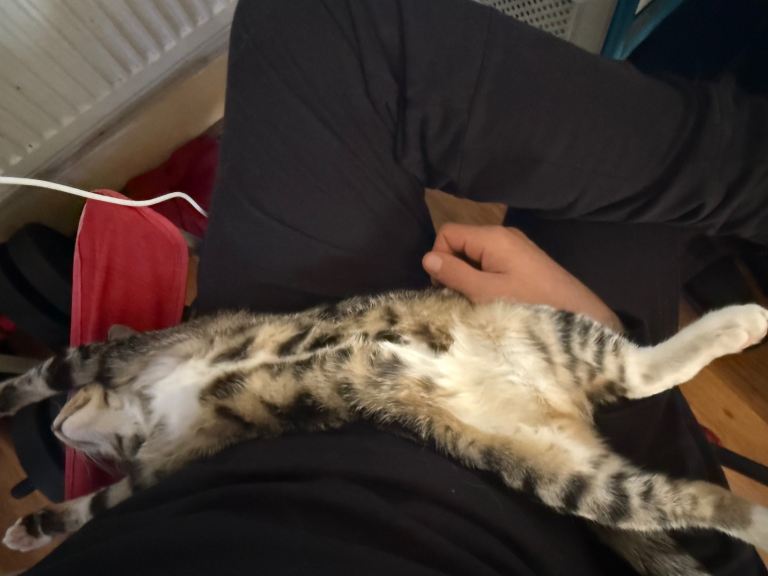 7-Month Female Bengal Mix – Playful, Friendly, Vaccinated & Litter Trained (£150)