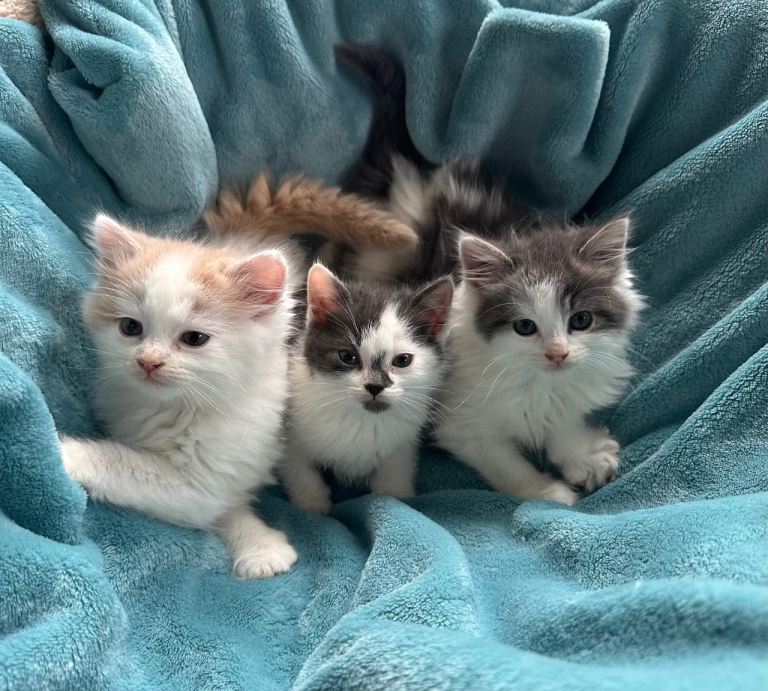Kittens ready for loving new home