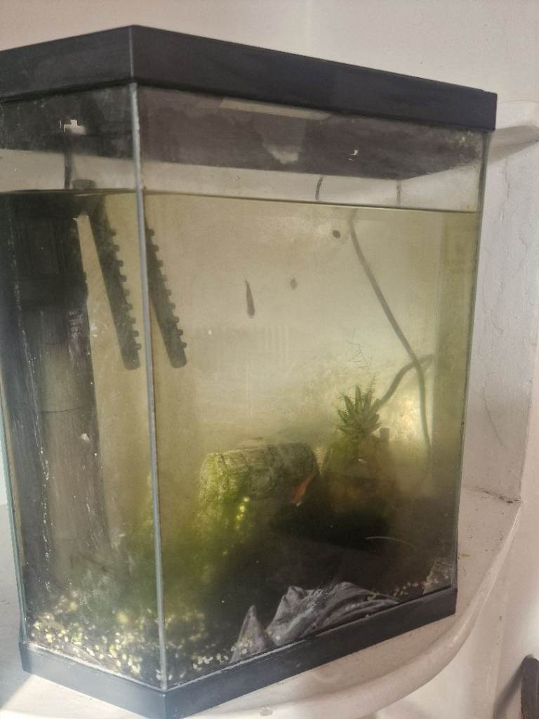 Temperment Tank, fish and shrimp