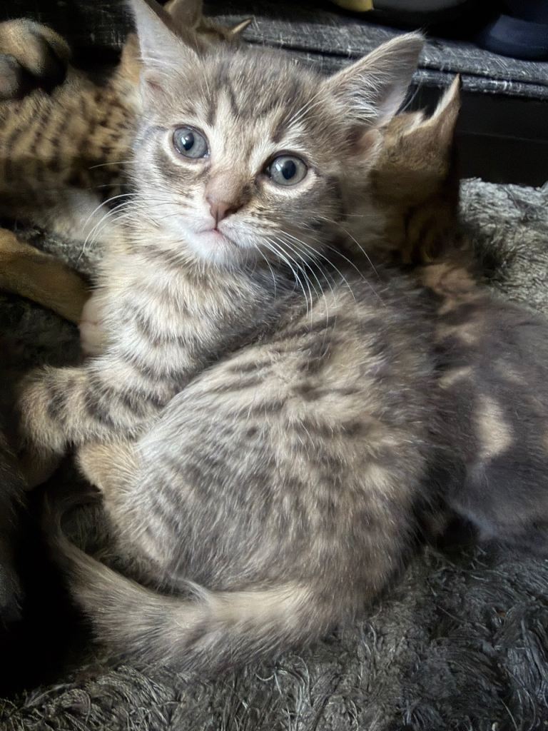 STUNNING bengal cross kittens READY THIS WEEKEND