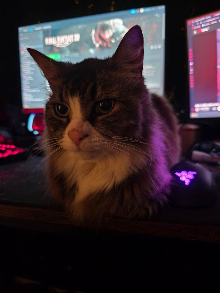 Cat's in need of a home asap