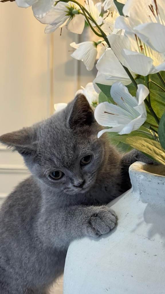 Male British Short Hair Kitten 