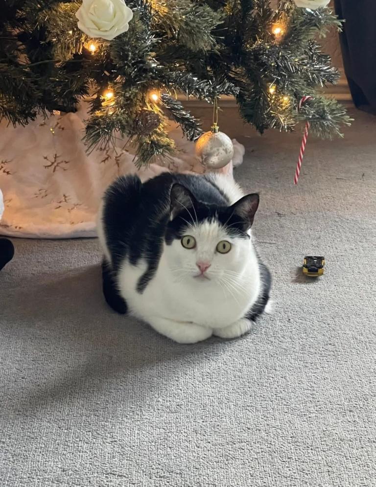 2 female & 1 male cats for sale 