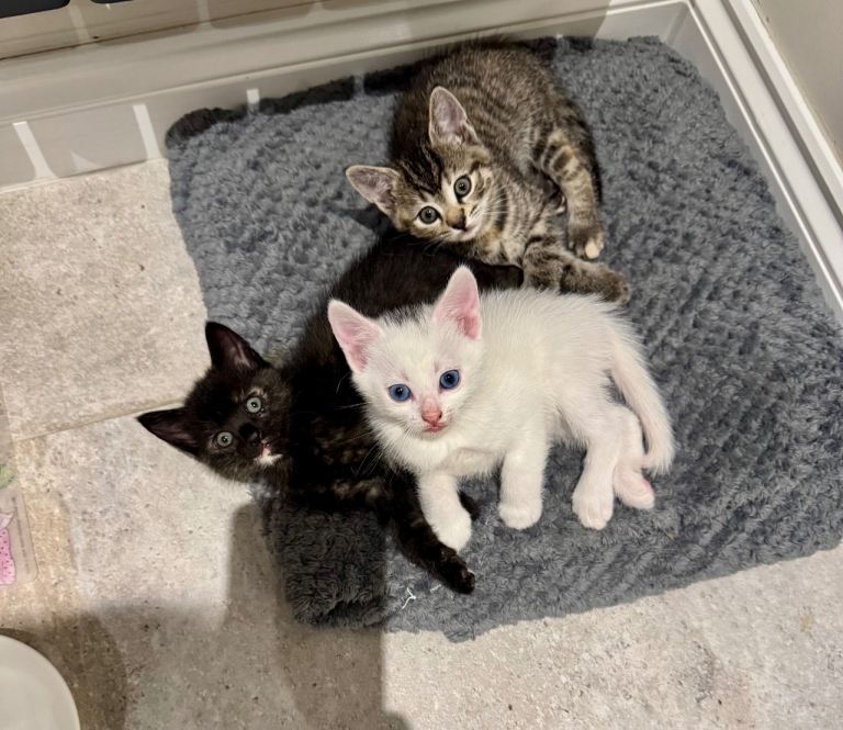 Beautiful Cross Bengal Kittens for sale