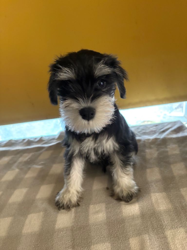 Miniature schnauzer puppies 