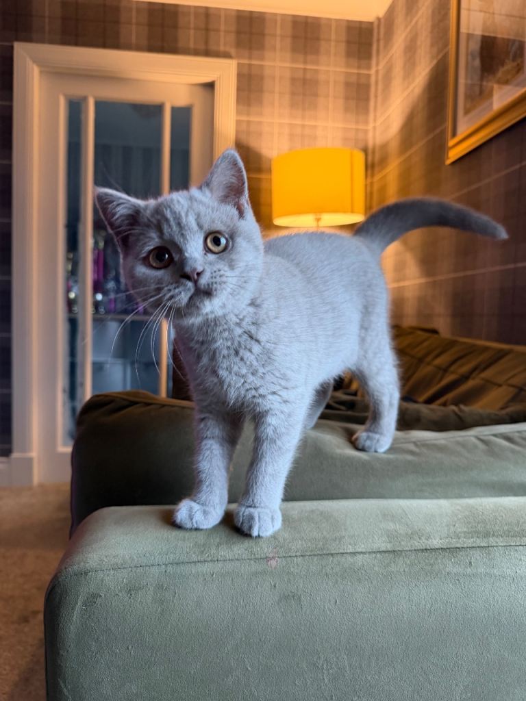 British blue Kitten Lilac girl last one. 