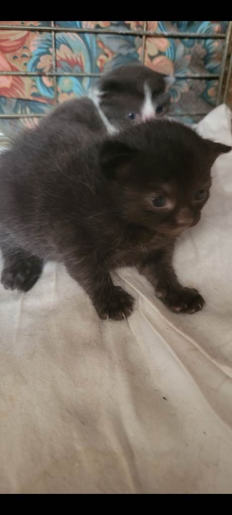Black blue lo g hair kittens 
